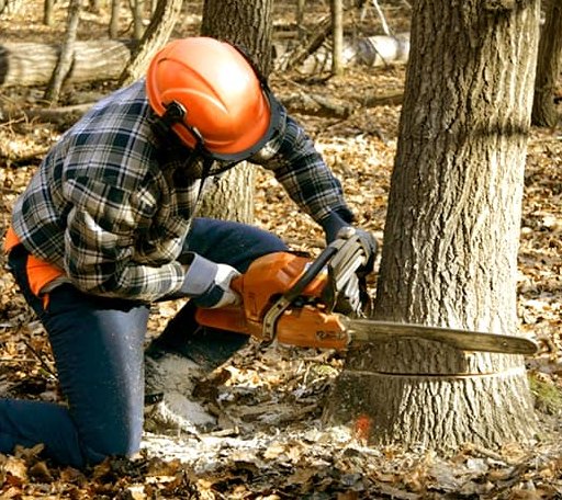 Tree Removal in Urich, MO
